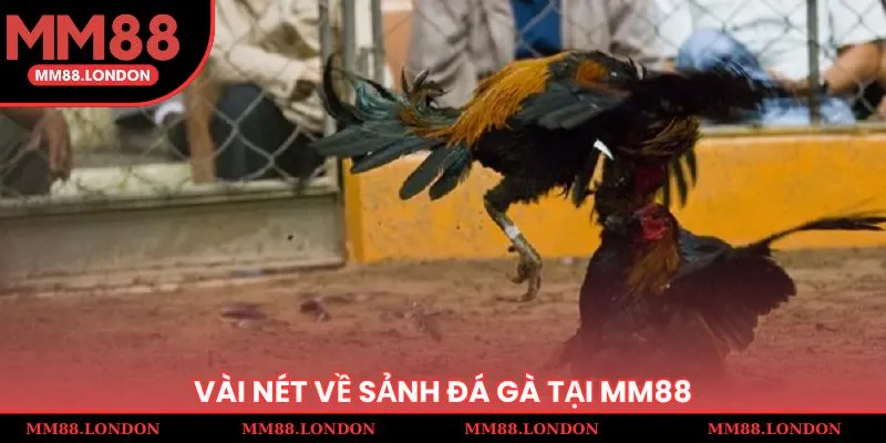 Vài nét về sảnh đá gà tại MM 88