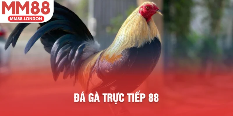 đá gà trực tiếp 88